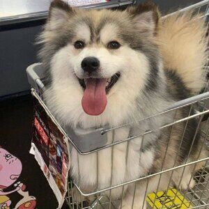 Meet your Posher, Rogerio